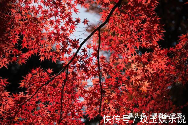 张锡纯|血瘀百病生!吃这2物,活血化瘀、美容养颜、防结节