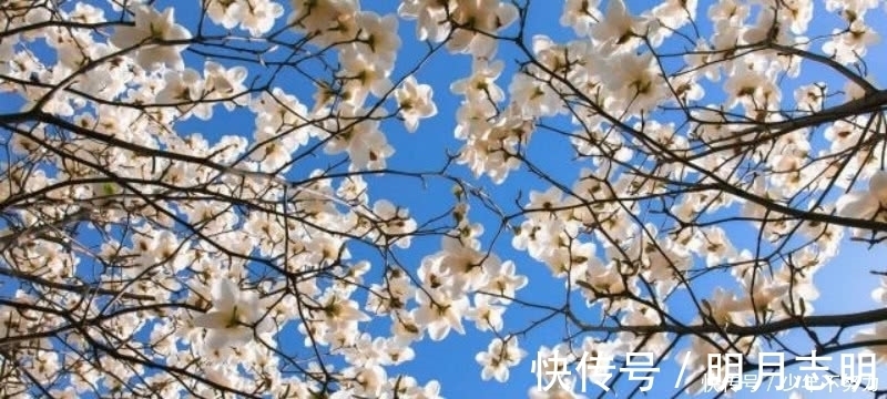 唯美|杜牧最唯美的一首诗,通篇更是美得犹如一幅画,同时还充满讽刺