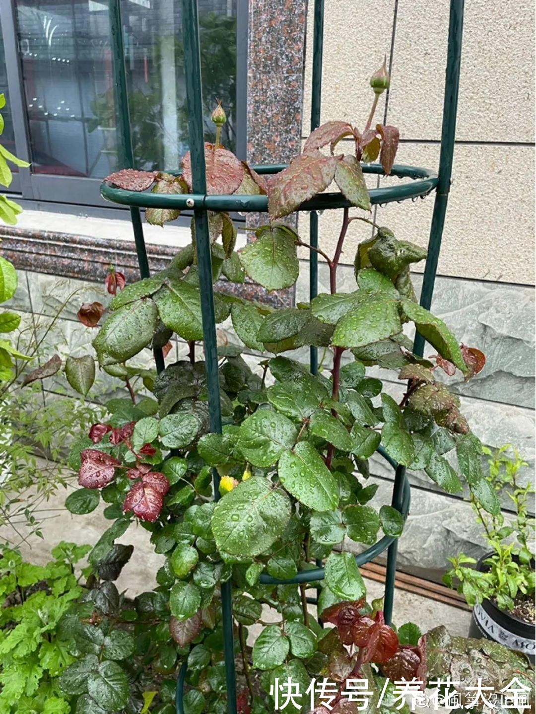 月季|8种花，现在快施肥，秋天开出满树花