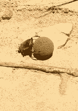 |搞笑GIF:被柠檬酸倒的宝宝,这辈子估计不想再吃这个水果了