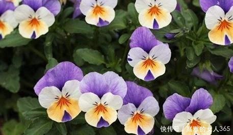 50种植物花语,不要再傻傻送错花了