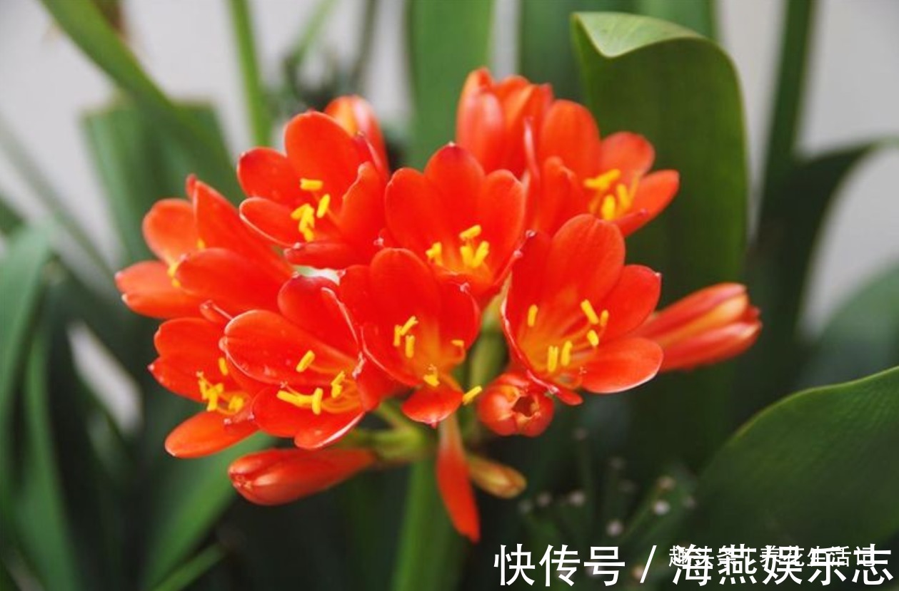 天后|君子兰“烂根多”先别扔,采用这种方法做,30天后根系健壮