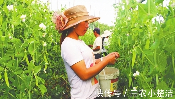 荷兰豆|荷兰豆容养颜、减肥瘦身,农民种植只需四点,收获高产优质荷兰豆