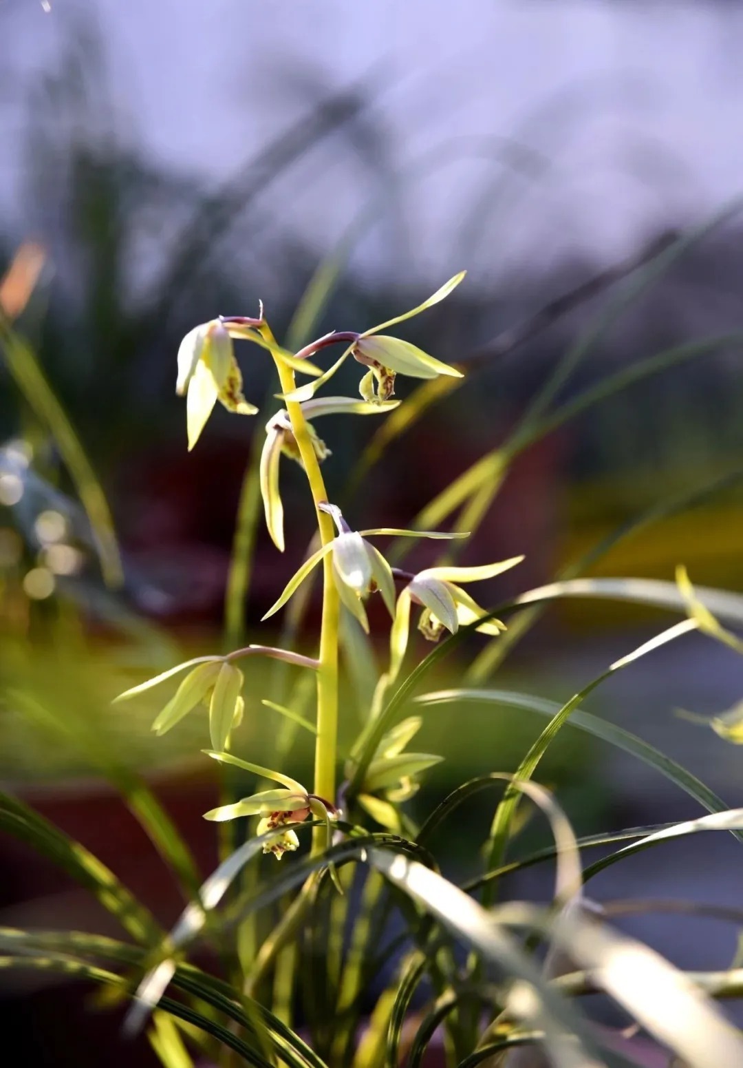 腐殖土|兰友问：什么样的松针配制松针营养土好？