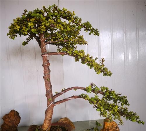 枝叶|养金枝玉叶,年年都要剪,养成盆景价更高,越老越值钱