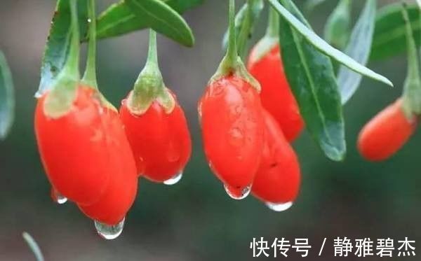 蒲公英|泡枸杞时加一宝,每天一杯,排毒燃脂,视力好了,肝越来越健康!