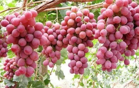 维生素c|红提虽然好吃,但是它们不可以一起吃,赶紧进来看看吧!记得收藏