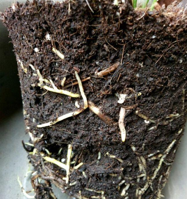 扦插|不用扦插,养花1盆变10盆,把根一掰,成活率翻倍!