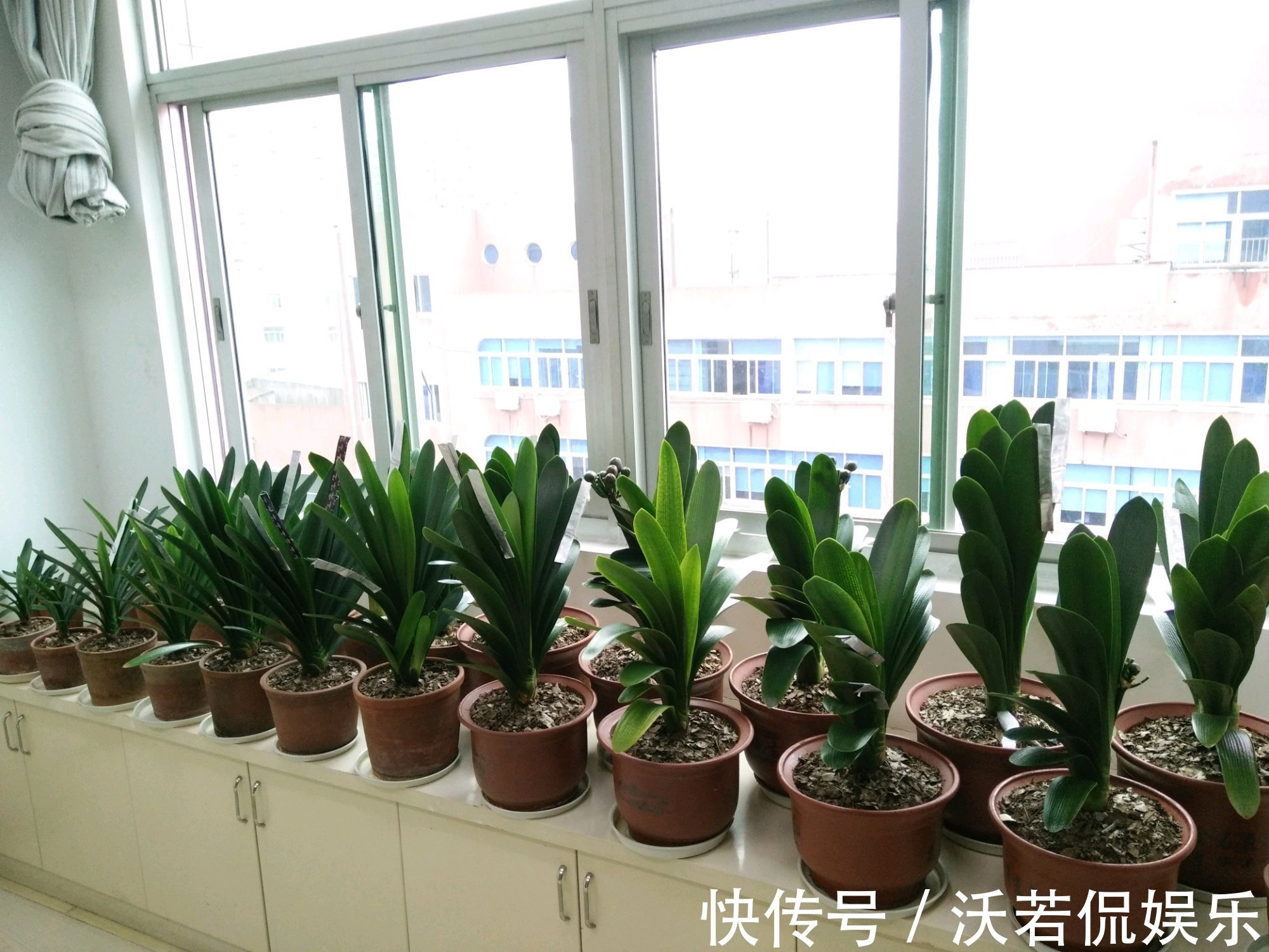 君子兰|君子兰的担心好不容易度过夏季,会不会死在秋老虎天气