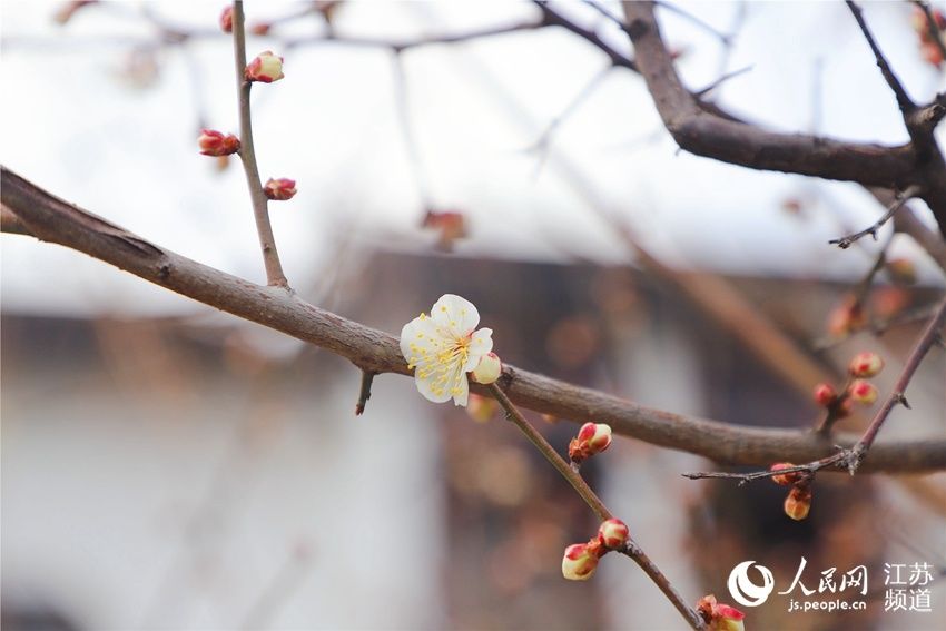 无锡梅村：再看梅花俏枝头