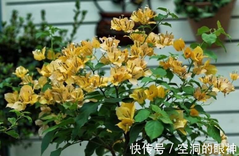 暖气片|冬天养三角梅,5个方面做到位,安全过冬为主,开花不是首要目的