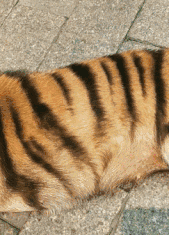 |搞笑GIF:这才是男人之间应有的默契