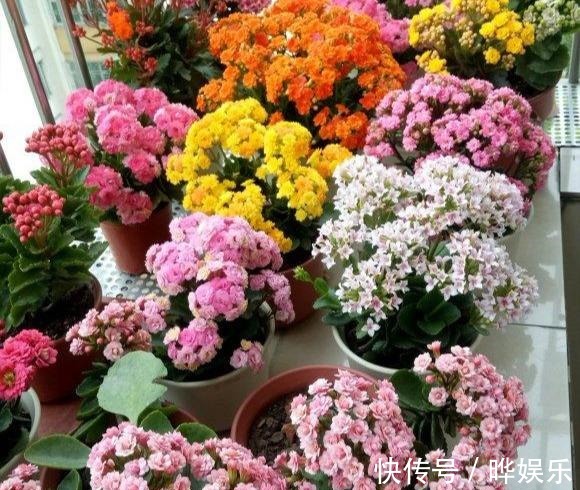 长寿|长寿花养5年,窜到一米八,三枝托九叉,开成花树,震撼全家