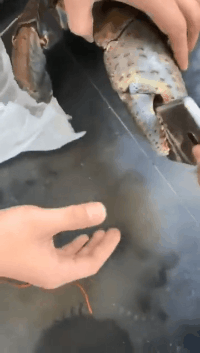 |搞笑GIF：看那双无处安放的小眼神，透出一股小沈阳的淡淡忧桑！