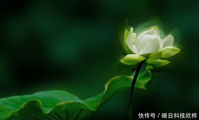 偷吃|先天十大灵根都是什么, 孙悟空偷吃过两种!