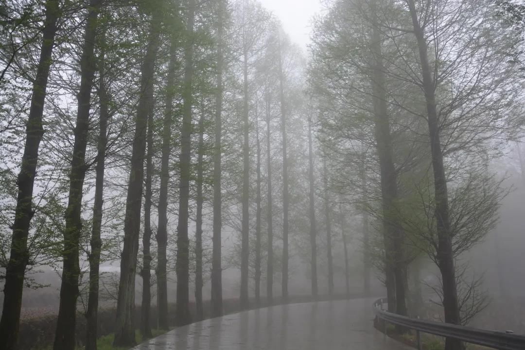 烟雨蒙蒙|初夏，最美不过天台白鹤的烟雨