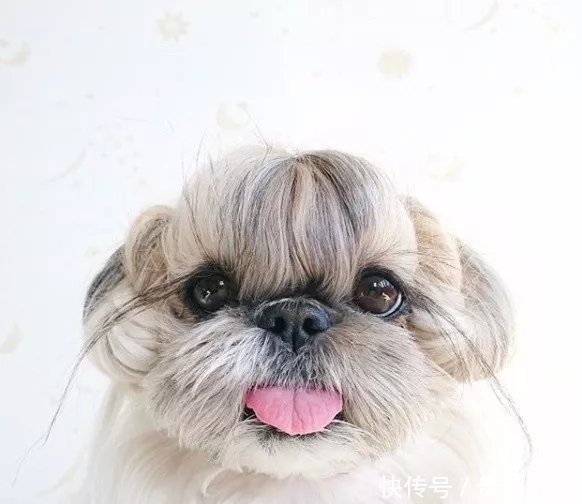 太可怕了，我的发型还没有一条狗好看！