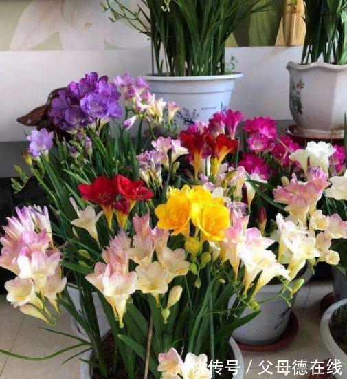 适合冬天的8种花,养护简单又省心,香味浓郁花还美,值得拥有