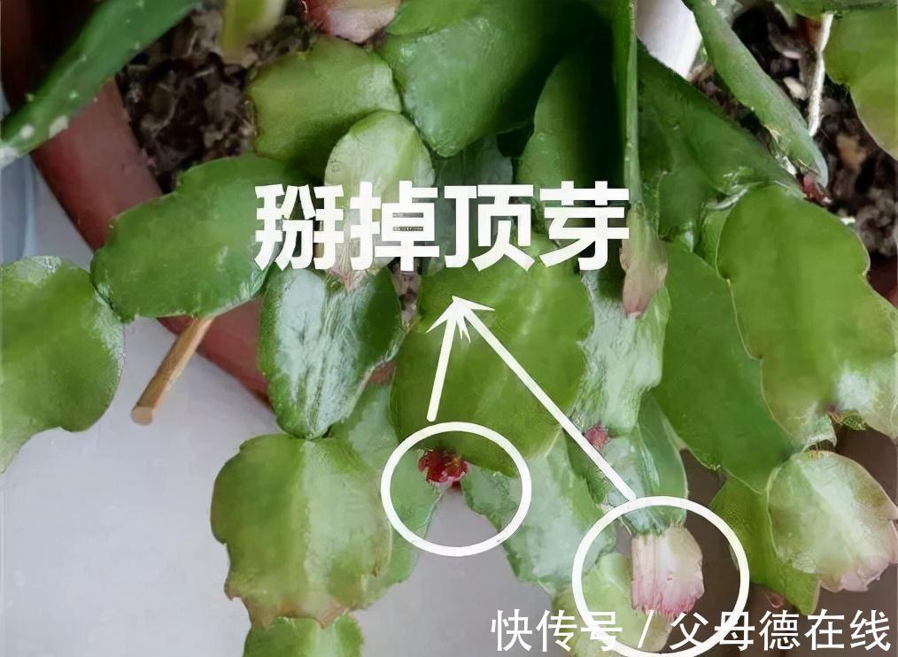 蟹爪兰有个小机关,这样打开它,呼呼长成大壮树