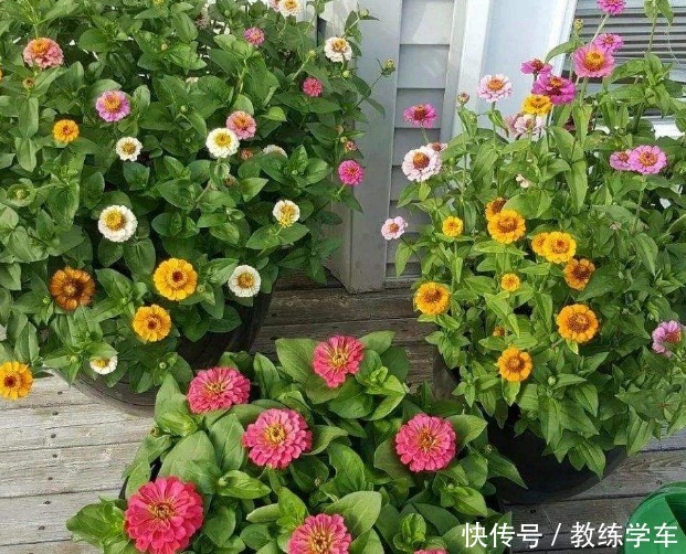 几种好看不起眼的小花,现在种刚好,一个夏天都开花!