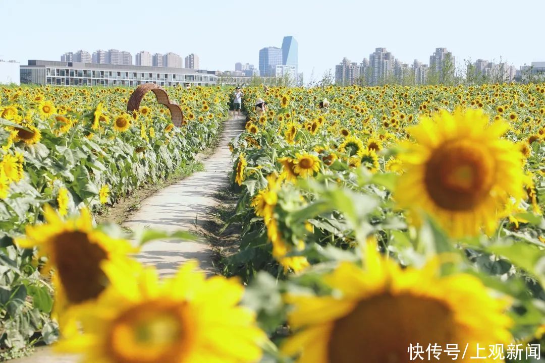 夏日探花丨金海湖畔|夏日探花丨金海湖畔向日葵进入最佳观赏期，邀你快来打卡