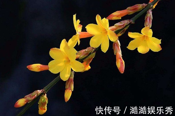 迎春花|此花寓意相爱到永远，不仅花色端庄秀丽、气质非凡，而且非常吉祥