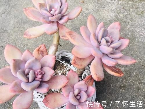 多肉|担心养不好多肉，就选一盆冬美人，糖心、妖桩、粉嫩随意选，痛快