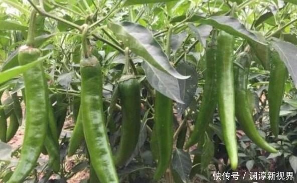 村子|奶奶试了50年的腌辣椒,配方传半个村子,腌一次吃一年,超下饭