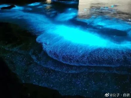 海峡导报|突发！厦门海沧湾公园人人人人人