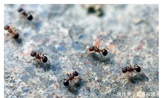 厕所|将军在厕所上发现了一群蚂蚁,对部下说赶紧撤退,违者斩