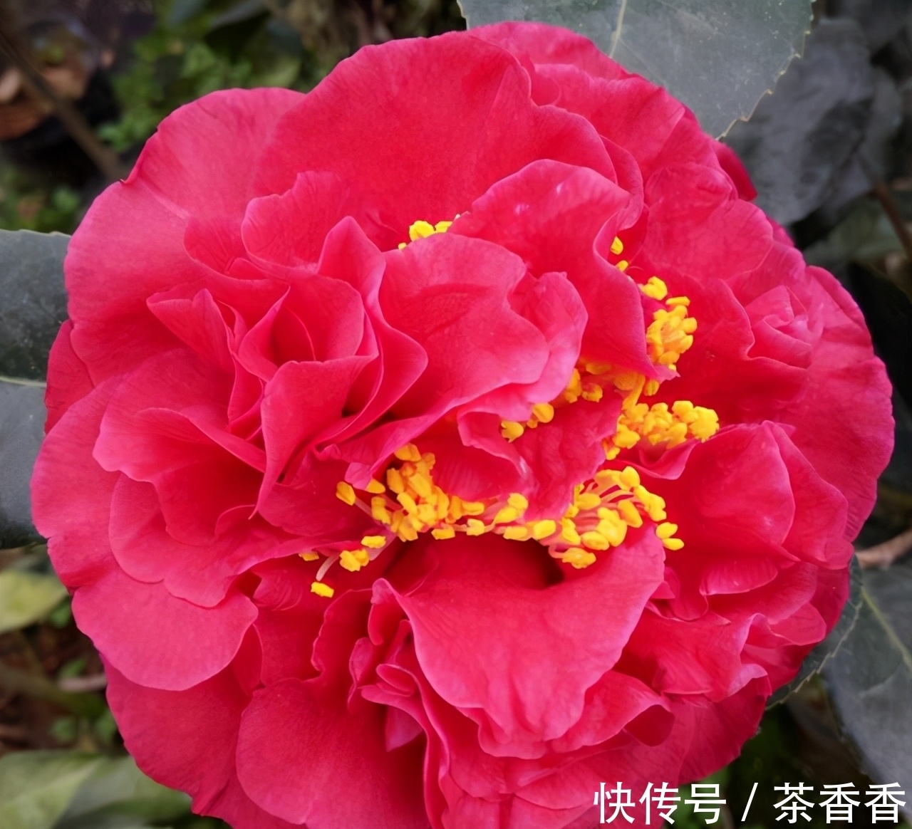 这款花卉,比兰花香,比牡丹美,花期长达半年,零下15度冻不死