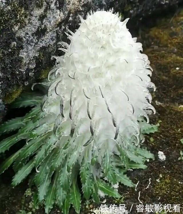 野外看到4种植物，千万不要挖，因为是濒危植物