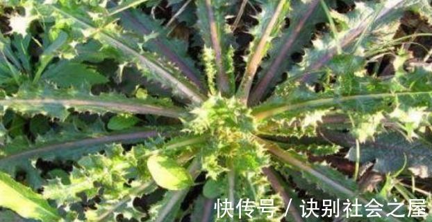 肝脏不好|肝不好的人，这4类“伤肝菜”要少吃！若你再馋可能加重肝脏负担