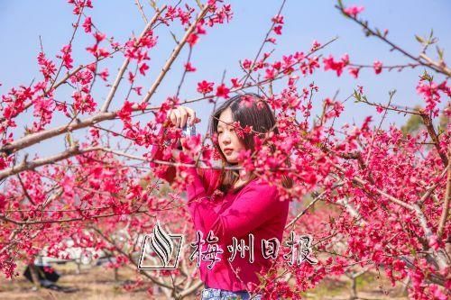 万株桃花灼灼开!蕉岭这处“世外桃源”,邀你邂逅最美春光...