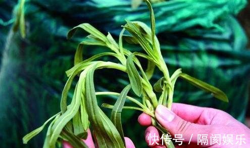 藤三七|一种野草，酷似“面条”，价值比较大，可以煮面条吃，止血是一绝