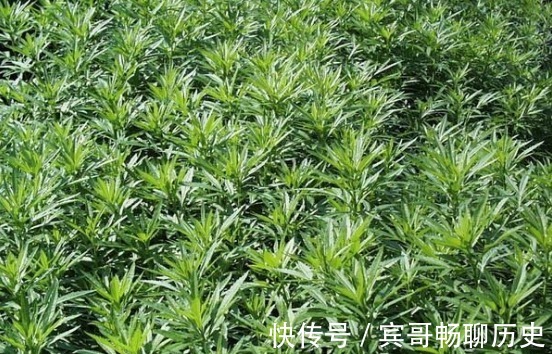 延缓衰老|此种野菜，清除体内垃圾，润肺止咳、延缓衰老，谁食谁年轻