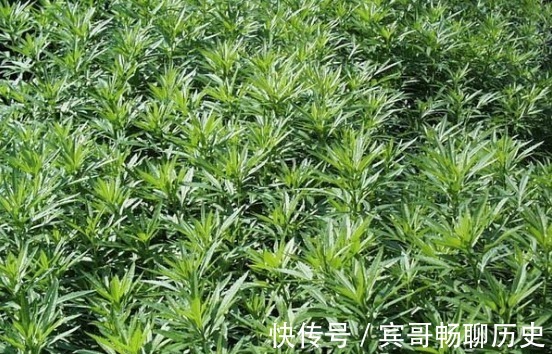 止咳|此种野菜,清除体内垃圾,润肺止咳、延缓衰老,谁食谁年轻