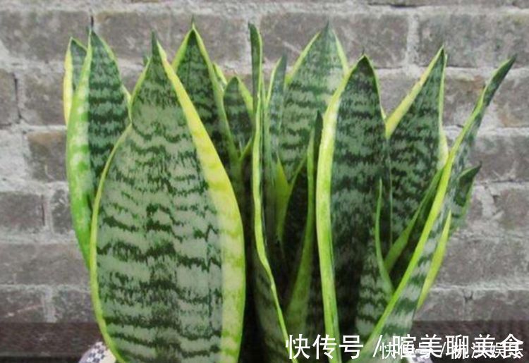 发财树|“四朵花”最适合懒人养，埋在土里就活，水疯狂地长，漂亮的开花期长