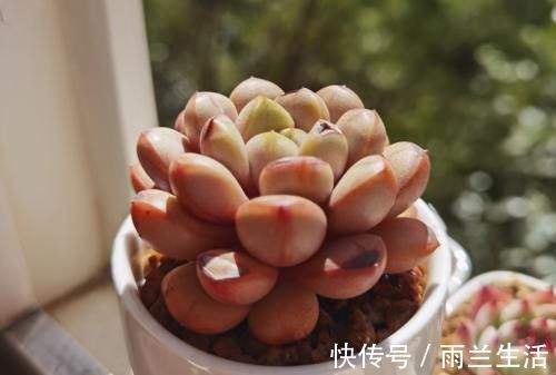 冬季给多肉补光的方式有哪些?建议露养为佳,无条件露养则使用补光灯