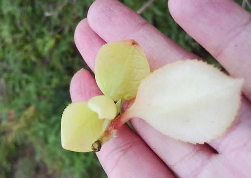 恨之入骨|它是茶树上难得的好东西,城里人花钱都难买,农民却对它恨之入骨