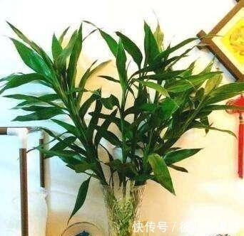 富贵竹黄叶、不生根10天一滴“酸水”扭转乾坤,叶子翠绿一倍!