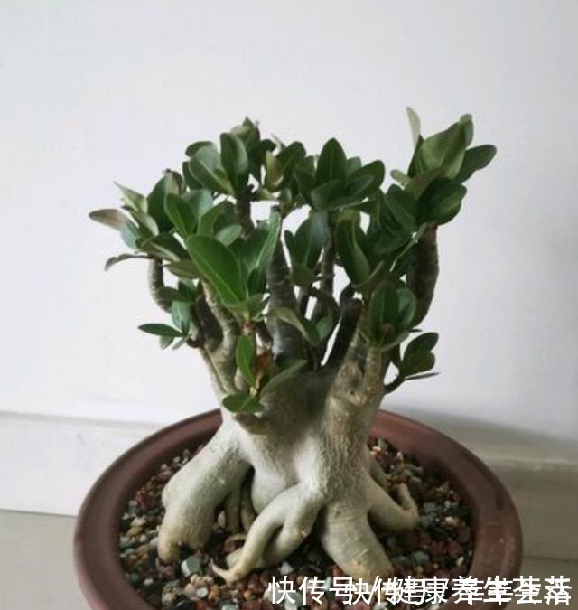 植株|这三种植物烂根了别扔掉,简单几步促新根,又是一盆健壮的植株!