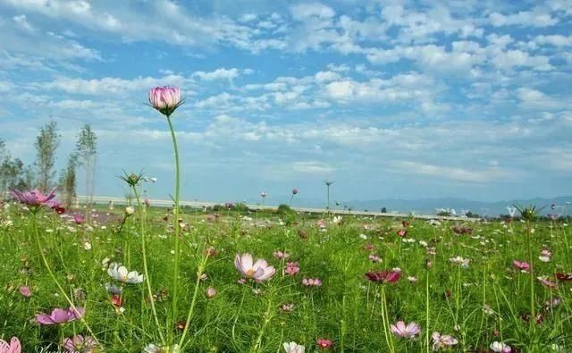 【扶风景点推荐】渭河十里花海