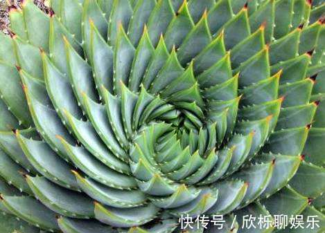 芦荟别乱放,放在这里养,才是最对的地方