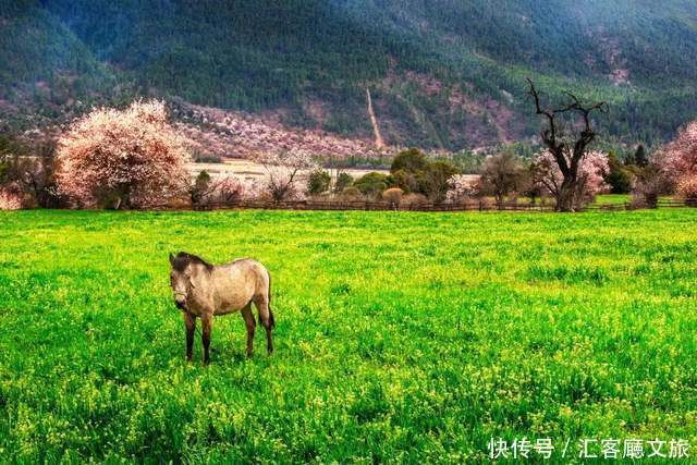 看遍国内花海，唯独林芝桃花、金川梨花，这个3月不容错过！