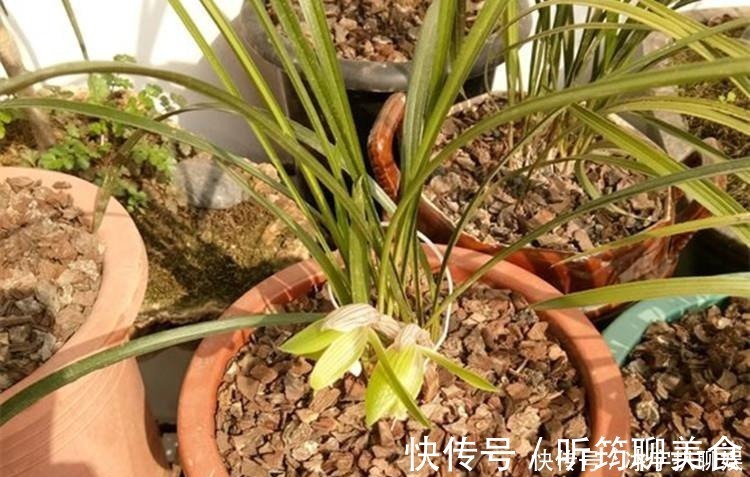 阳台上|兰花爱喝这种“催花水”,什么淘米水、过期药都不如它,简单实用