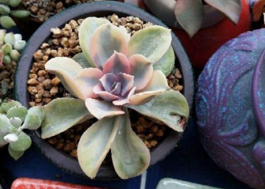 新人居家盆栽多肉,叶子总干巴巴、没精神,该怎么办?