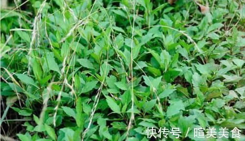 清明节|农村地头用来喂猪的野菜，却可以预防癌症，赶走大肚腩，早食早好