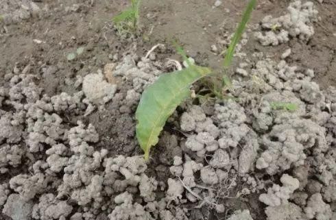  蚯蚓粪|绿萝叶子小、长得稀稀拉拉，用上3种水，叶绿枝壮，一个月长爆盆