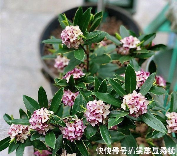 花友|这“三种花”就得虐着养,“少浇水,狠心剪”,轻松花开小半年!